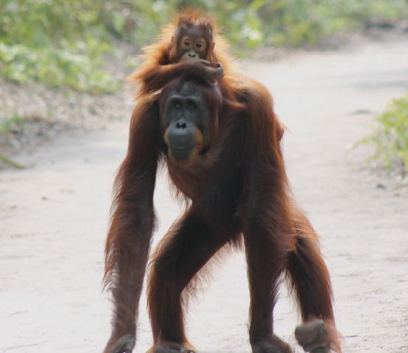 3 days trip for Orangutan tour Borneo with air conditioned houseboat  3 days trip of Orangutan travel, and Borneo jungle river cruise tour with AC house boat 3 days 2 nights trip with air conditioned boat for Jungle river cruise and Orangutan Borneo tours  in Tanjung Puting National Park, Pangkalan Bun - Indonesia Bromoijencratertour.com