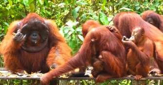 Fly from Bali to Pangkalan Bun airport for Borneo Orangutan Tours 3D Fly from Bali to Pangkalan Bun airport for Borneo orangutan and houseboat river cruise tour  3d2n Fly from Bali to Pangkalan Bun airport for Borneo Orangutan tour, and jungle river cruise Kalimantan with houseboat in 3 days 2 nigts trip package Bromoijencratertour.com