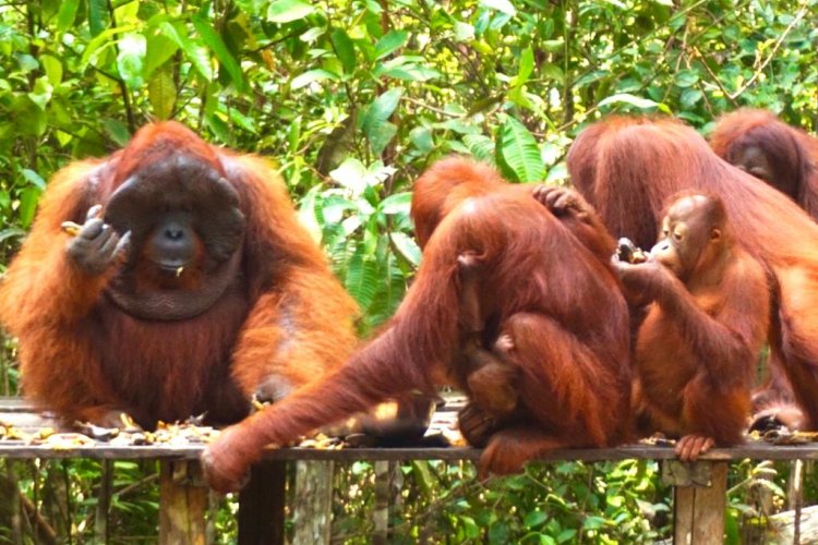 Bali to Ijen Bromo tour, Borobudur temple and to Orangutan Borneo tours 14D Bali to Ijen Bromo tour, Borobudur temple and to Orangutan Borneo tours 14D Visit Indonesia tourism site from Bali to Ijen Bromo tour, Borobudur and Prambanan temples, and then to Orangutan Borneo tours in 14 days 13 nights trip package Bromoijencratertour.com