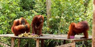 Orangutan tour Borneo and houseboat river cruise starts from Pangkalan Bun 4D Orangutan tour Borneo and houseboat river cruise starts in Tanjung Puting National Park from Pangkalan Bun 4D Orangutan tour Borneo and houseboat river cruise starts in Tanjung Puting National Park from Pangkalan Bun within 4 days 3 nights natural lover holiday trip  Bromoijencratertour.com